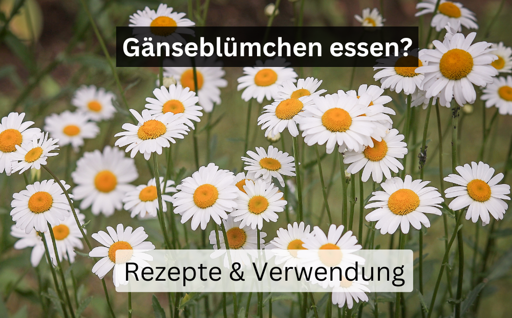 Gänseblümchen